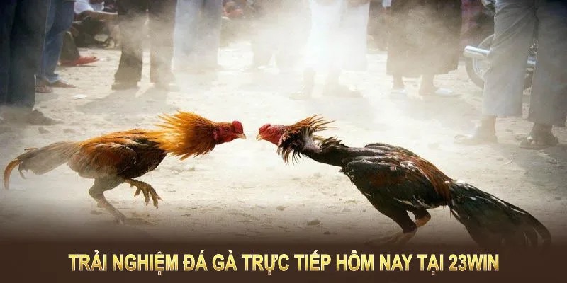 Sảnh giải trí đá gà 23WIN thu hút thành viên tham gia