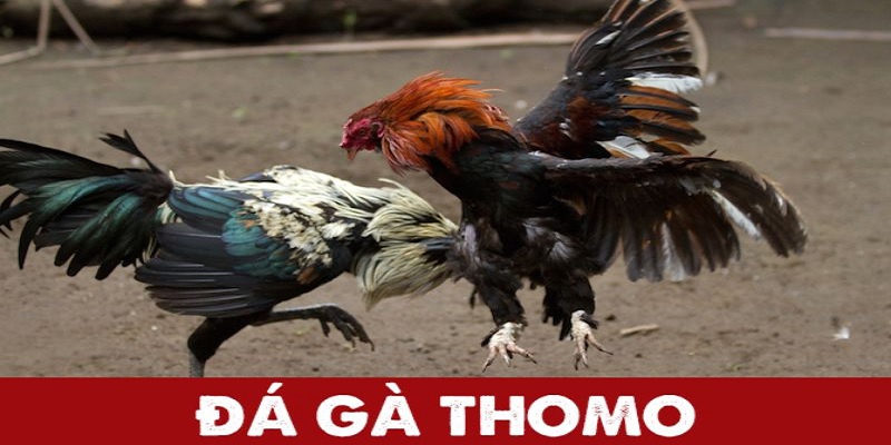 Những nét tổng quan nhất về hình thức đá gà Thomo